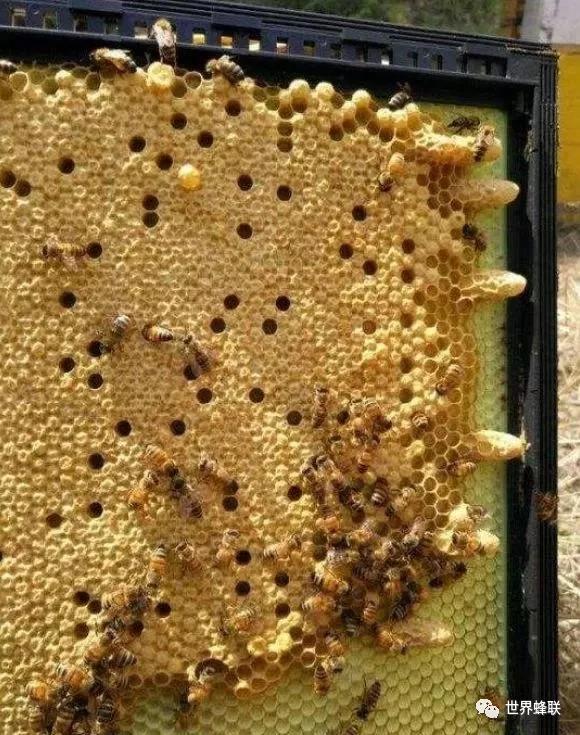 起王台什么时候封盖是无法预料的!封盖延迟可能培育的蜂王更好